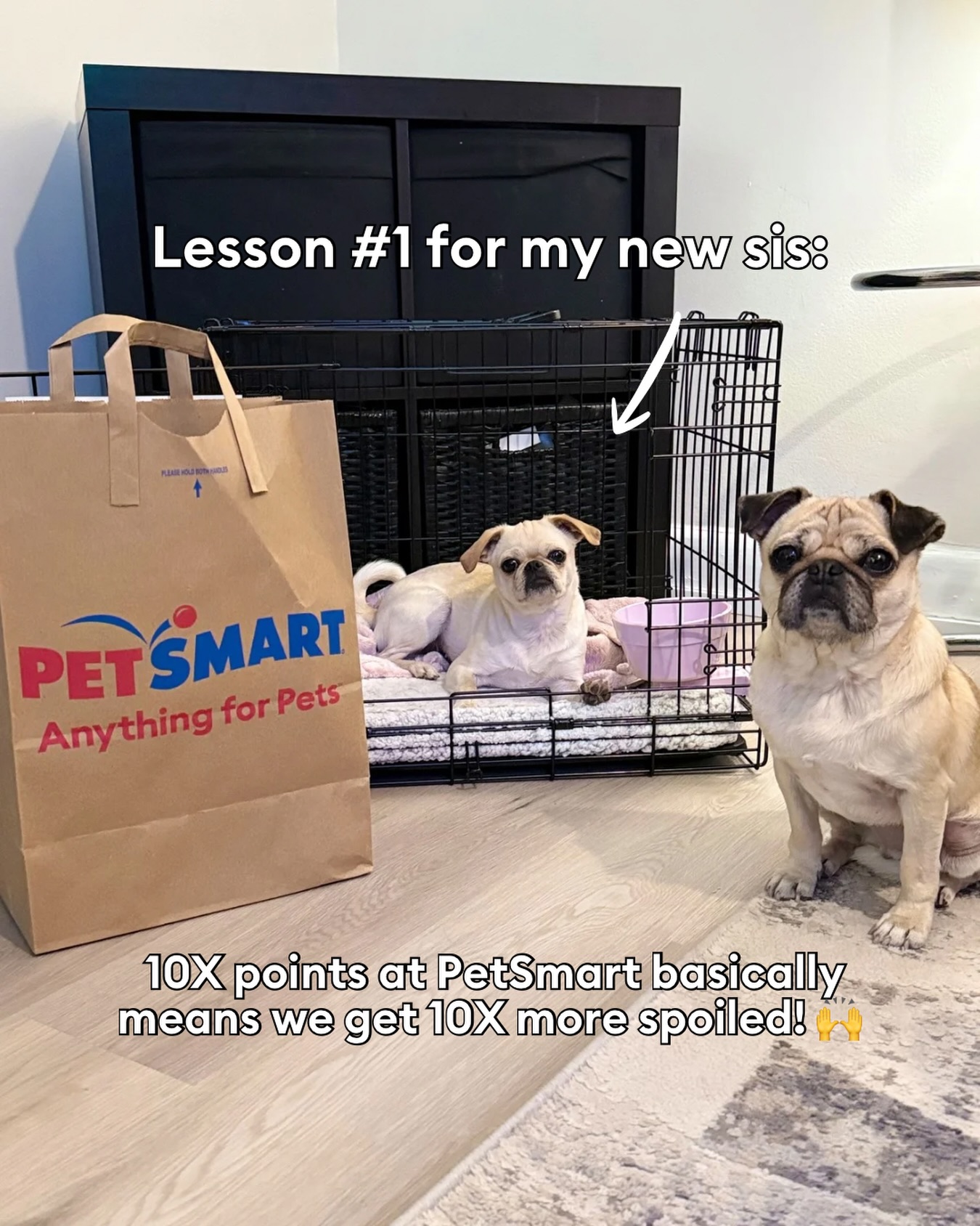 PetSmart Facebook ad