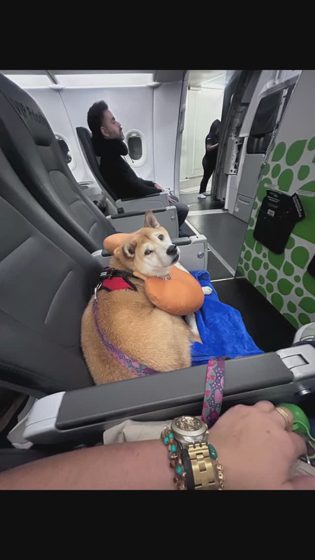 Psicopets Facebook ad: No importa en qué país estés, con Psicopets…