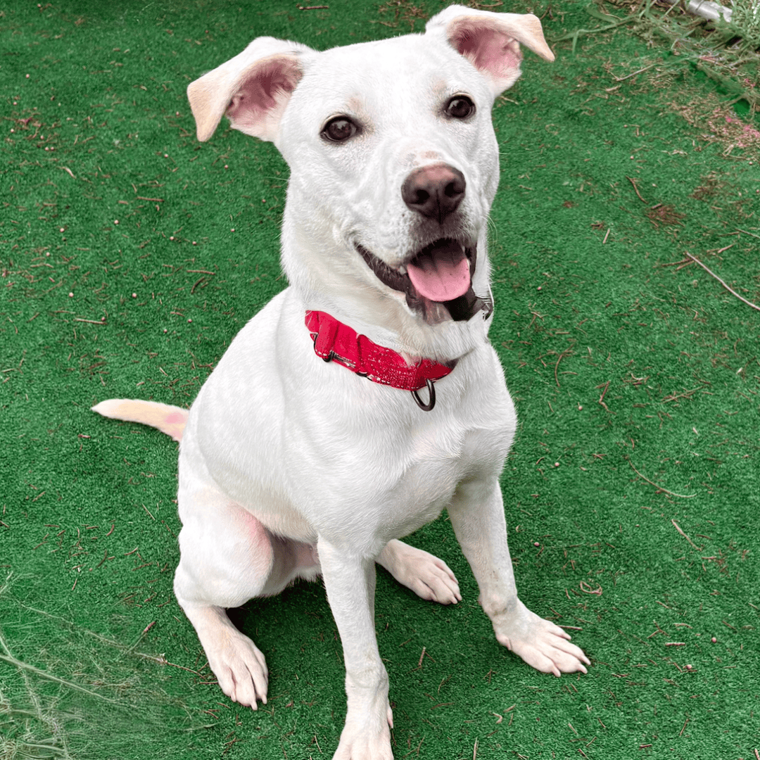 RESCUE RIDGE Facebook ad: Ready to meet your new best friend?