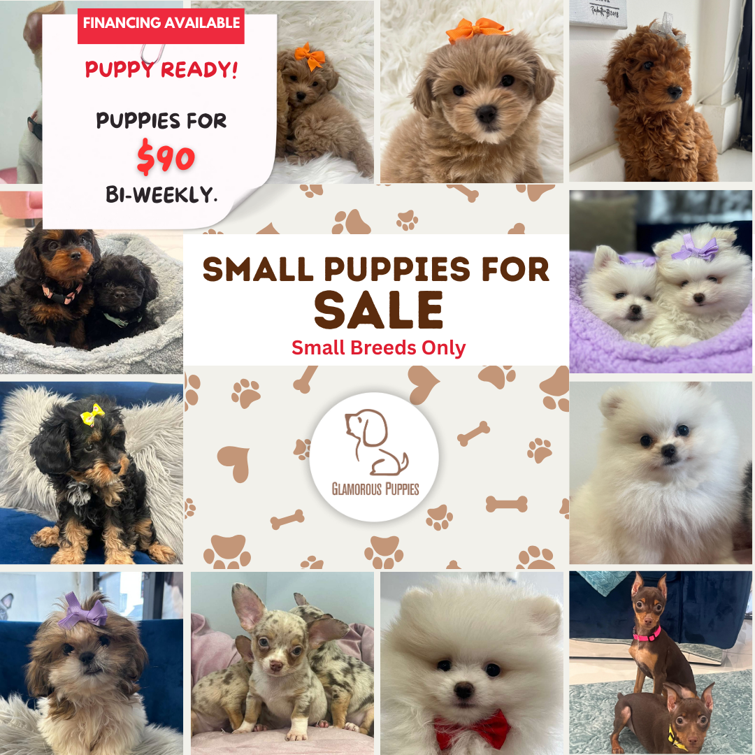 The Glamorous Puppies Facebook ad: Chat With Us