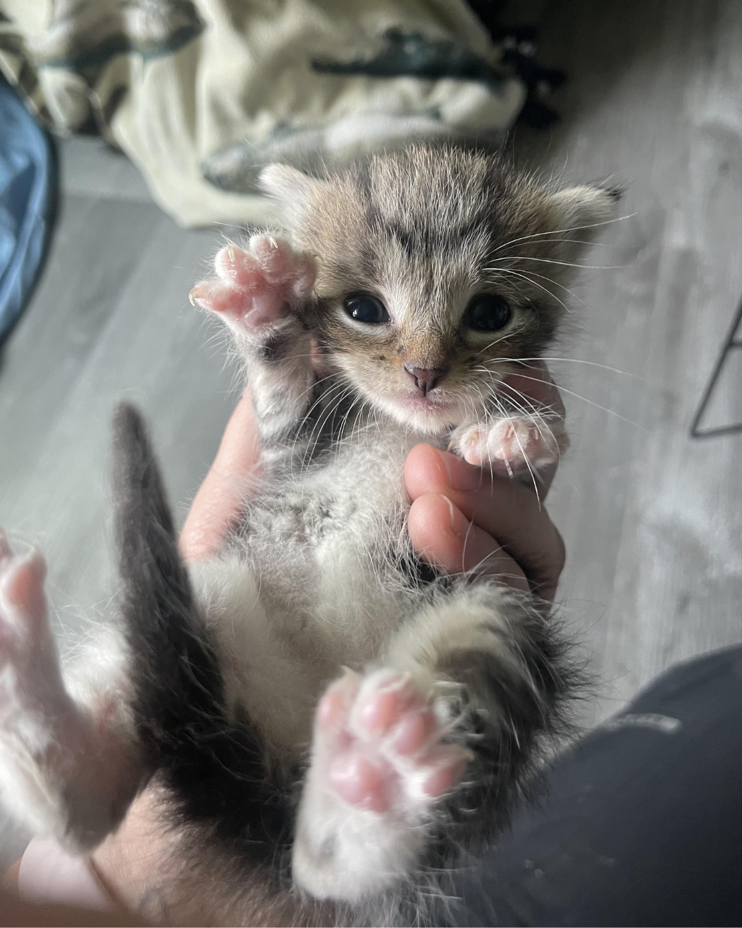 The Cat Magazine Facebook ad