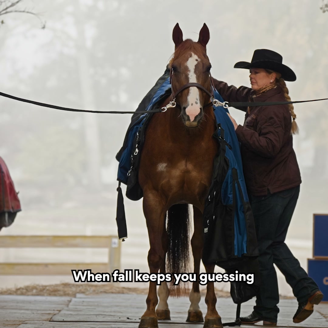 Chewy Facebook ad: Fall horse care covered