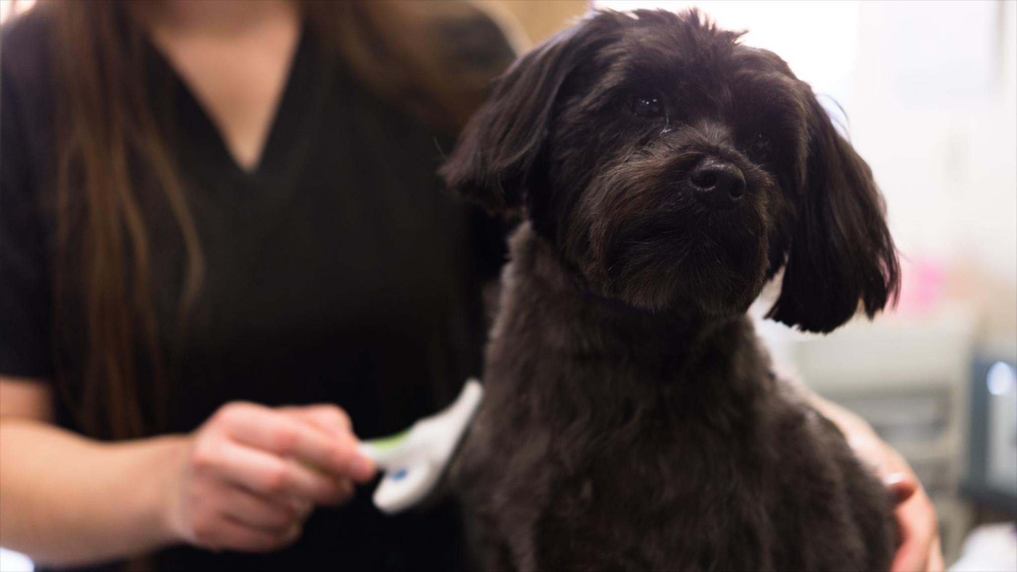 Paws Veterinary Clinic & Grooming Spa Facebook ad: Your Full-Service Vet Clinic and Groomer