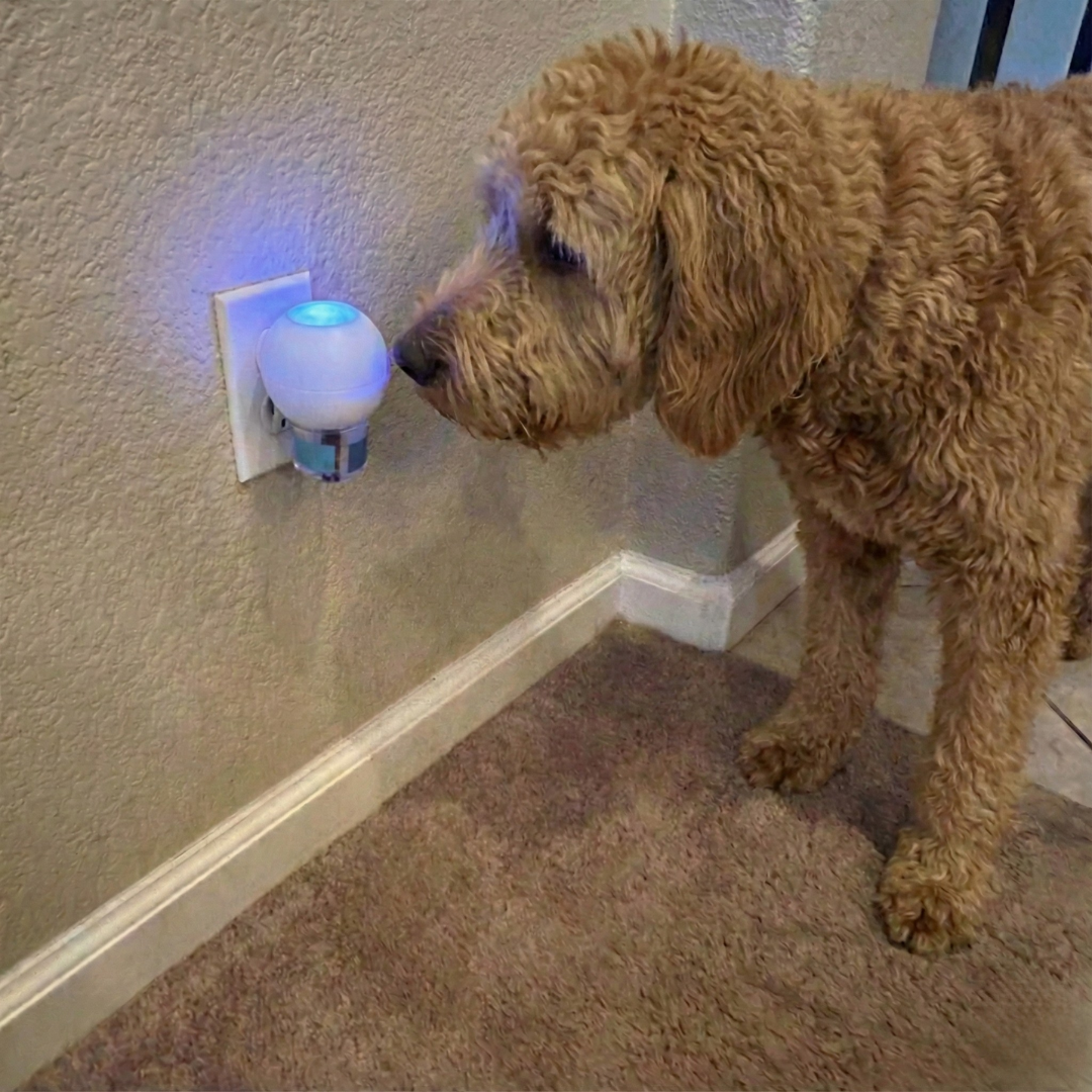 Sarah Troy Bishop Facebook ad: Read this if you have an anxious dog