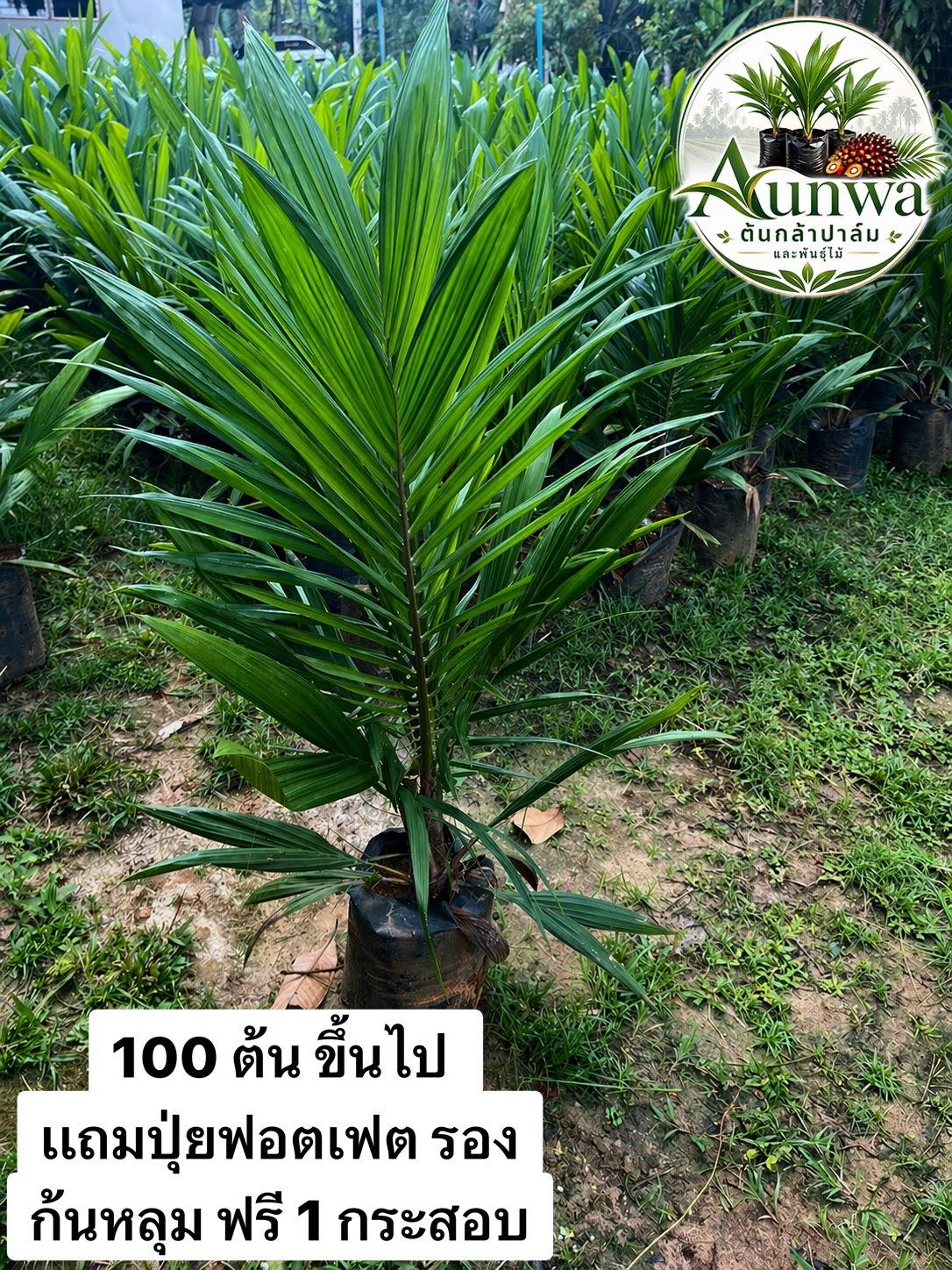 Aunwaพันธุ์ปาล์ม Facebook ad: ราคา เริ่มต้นเพียง 80 บาท 100 ต้นขึ้นไป เเถม ฟรี…