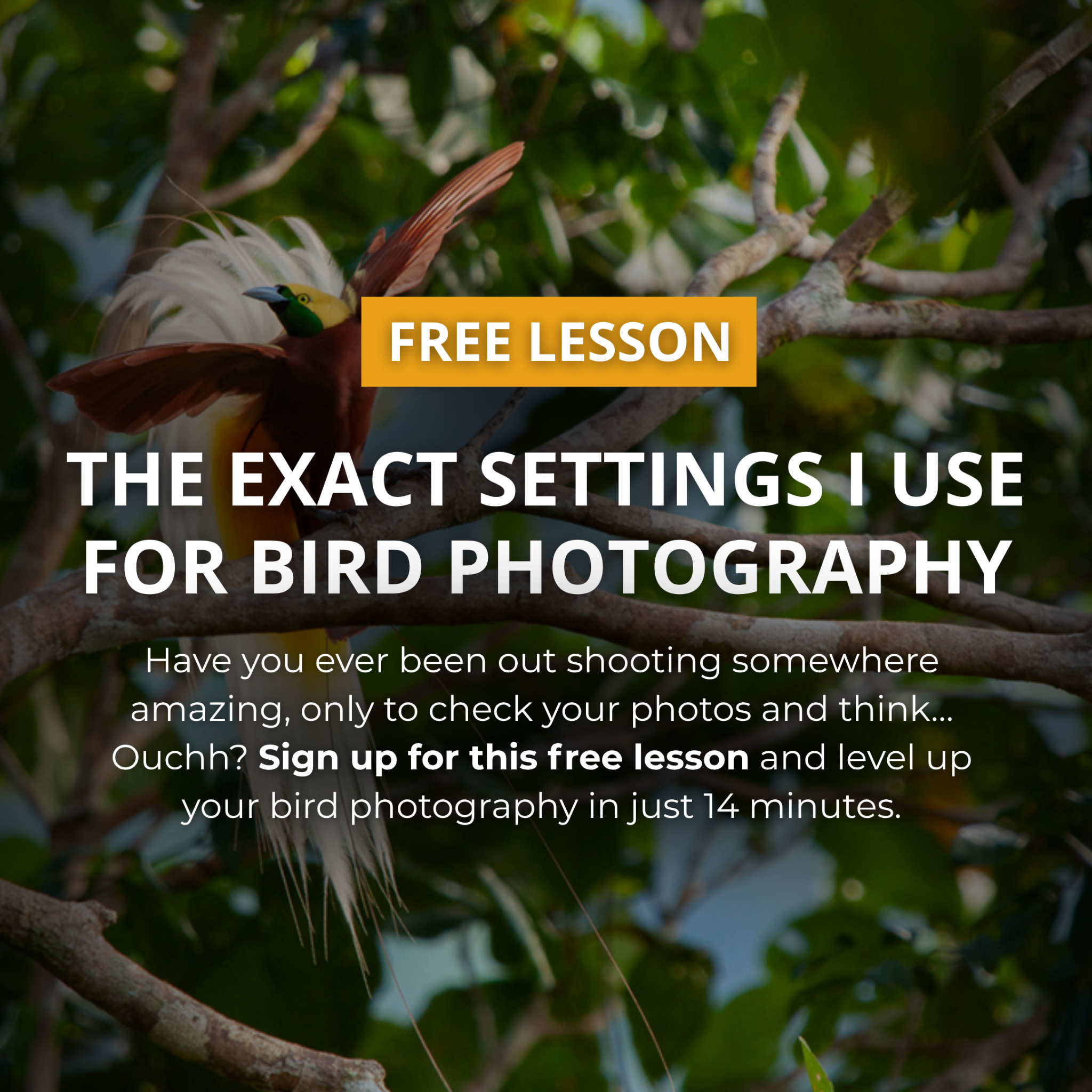 Tim Laman - Wildlife Photojournalist Facebook ad