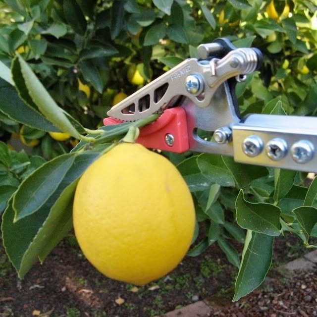 The Wildflower Seed & Tool Company Facebook ad
