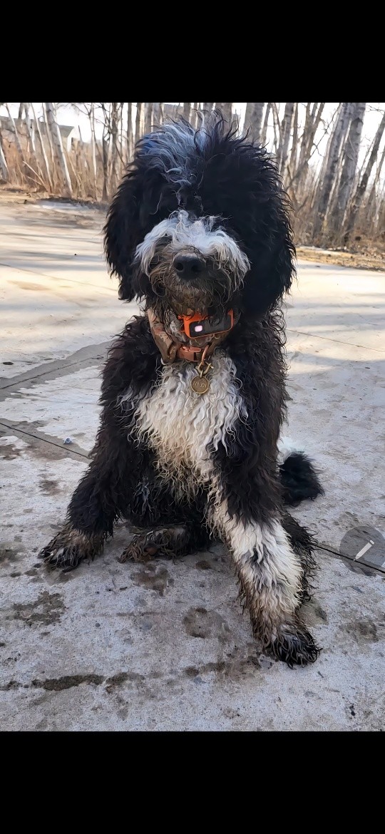 Shampoodle'd Self Serve Pet Wash LLC Facebook ad: Shampoodle'd, Self-Serve Dog Wash in Braham, MN