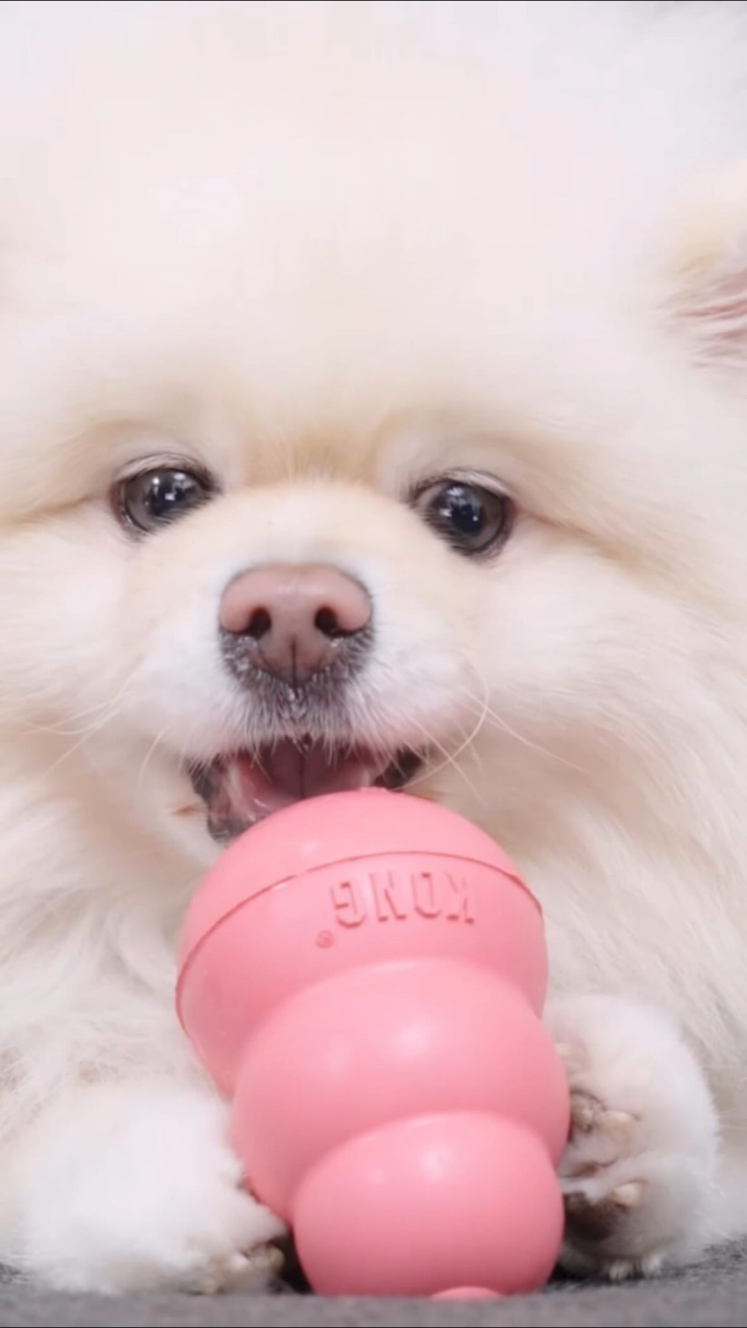 KONG Facebook ad: What’s cuter than a puppy with their favorite…