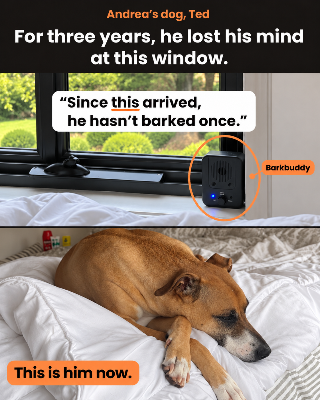 Canine Corner Australia Facebook ad: The box on Ted's windowsill: Barkbuddy