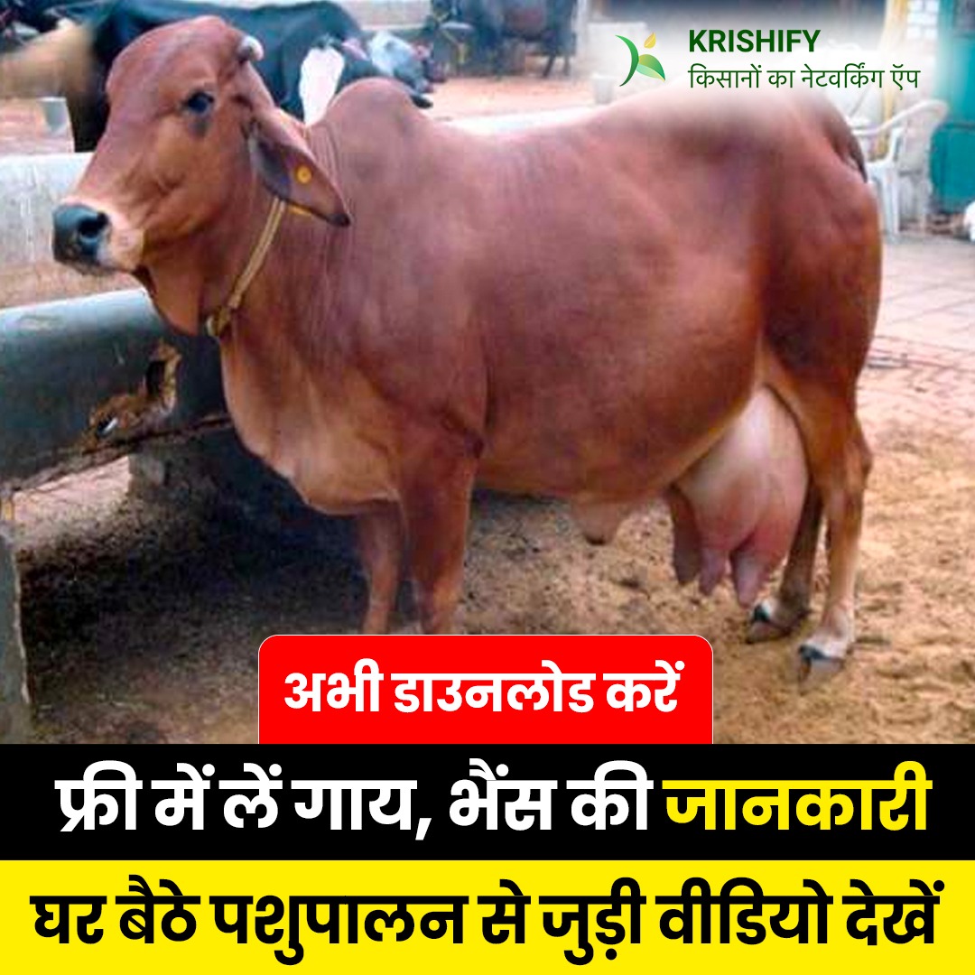 Krishify Facebook ad