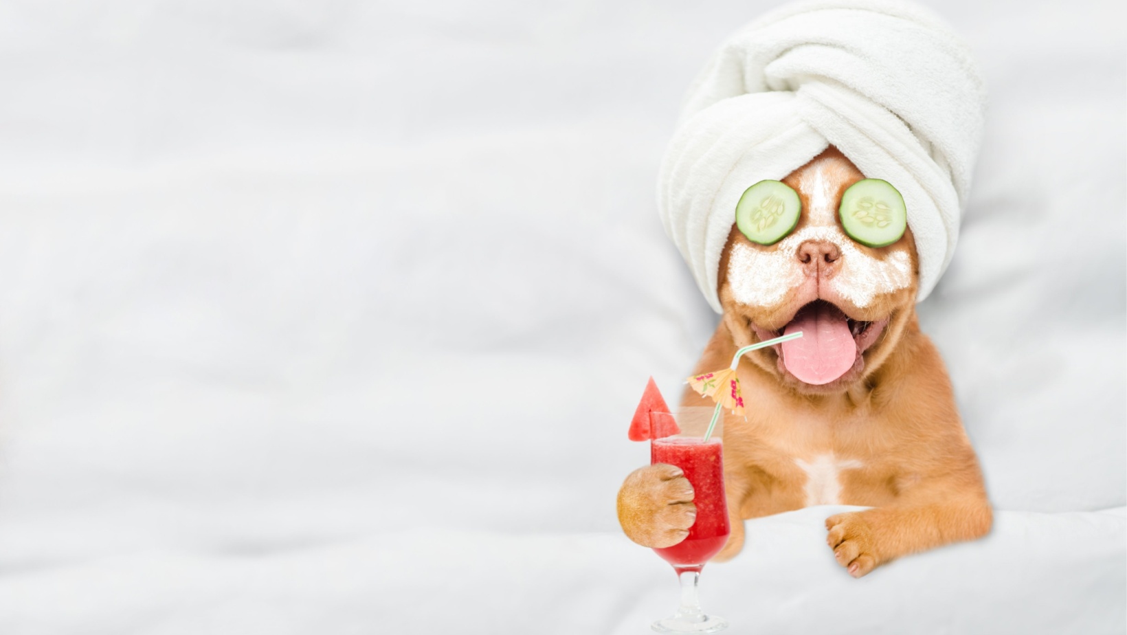 Bark Avenue Dog Spaw Facebook ad: 10% off of a bath or groom for…