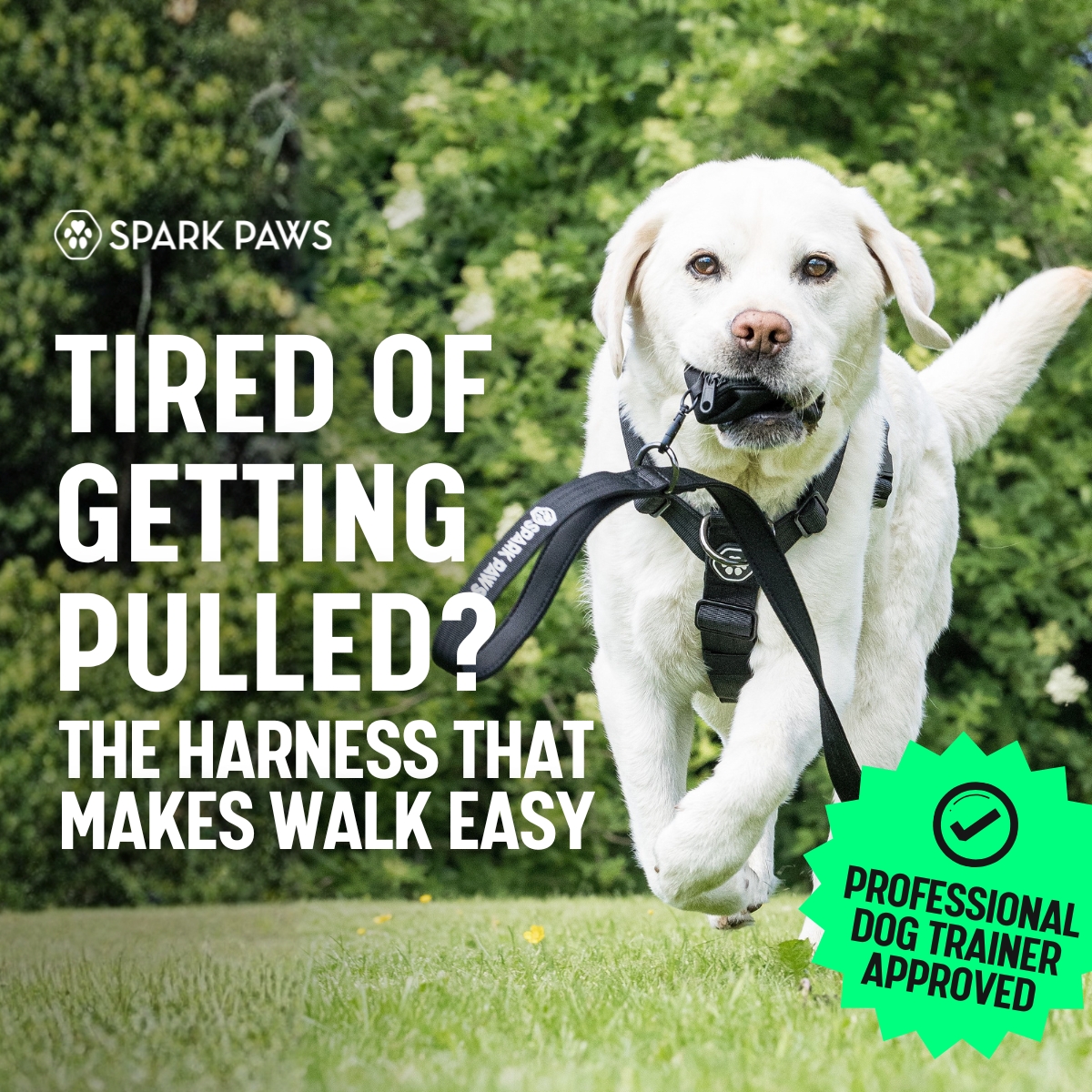 Spark Paws Facebook ad