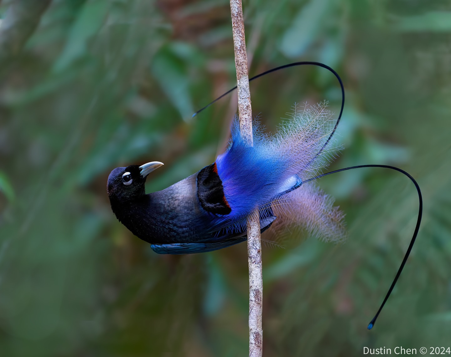 Greater bird of paradise photography Facebook ad