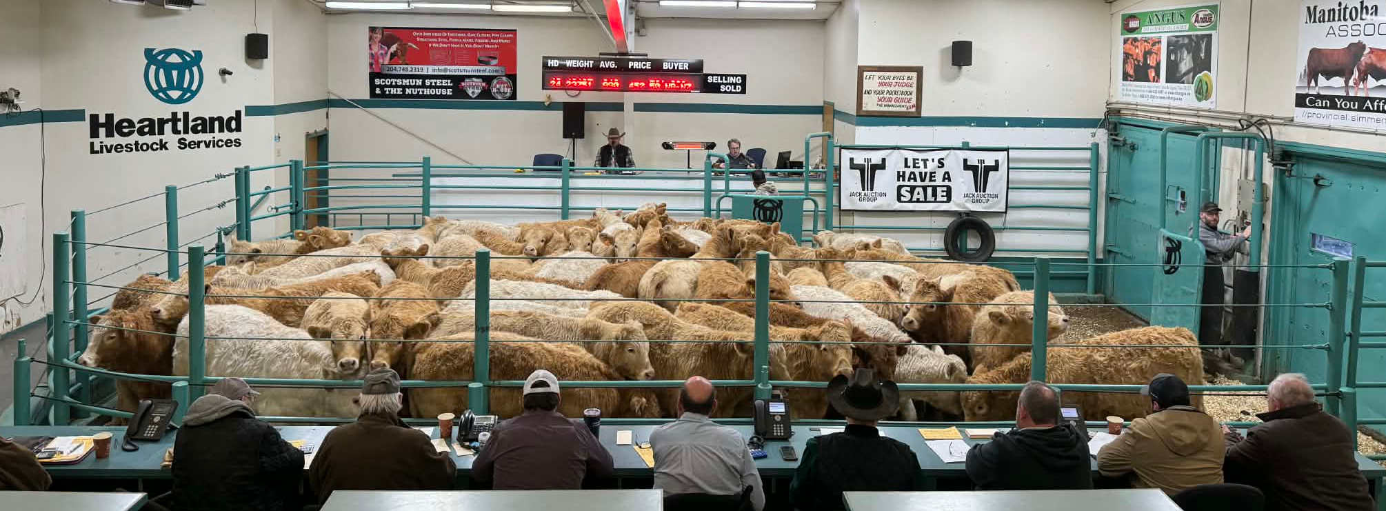 Tri-N Charolais Farms LTD Facebook ad