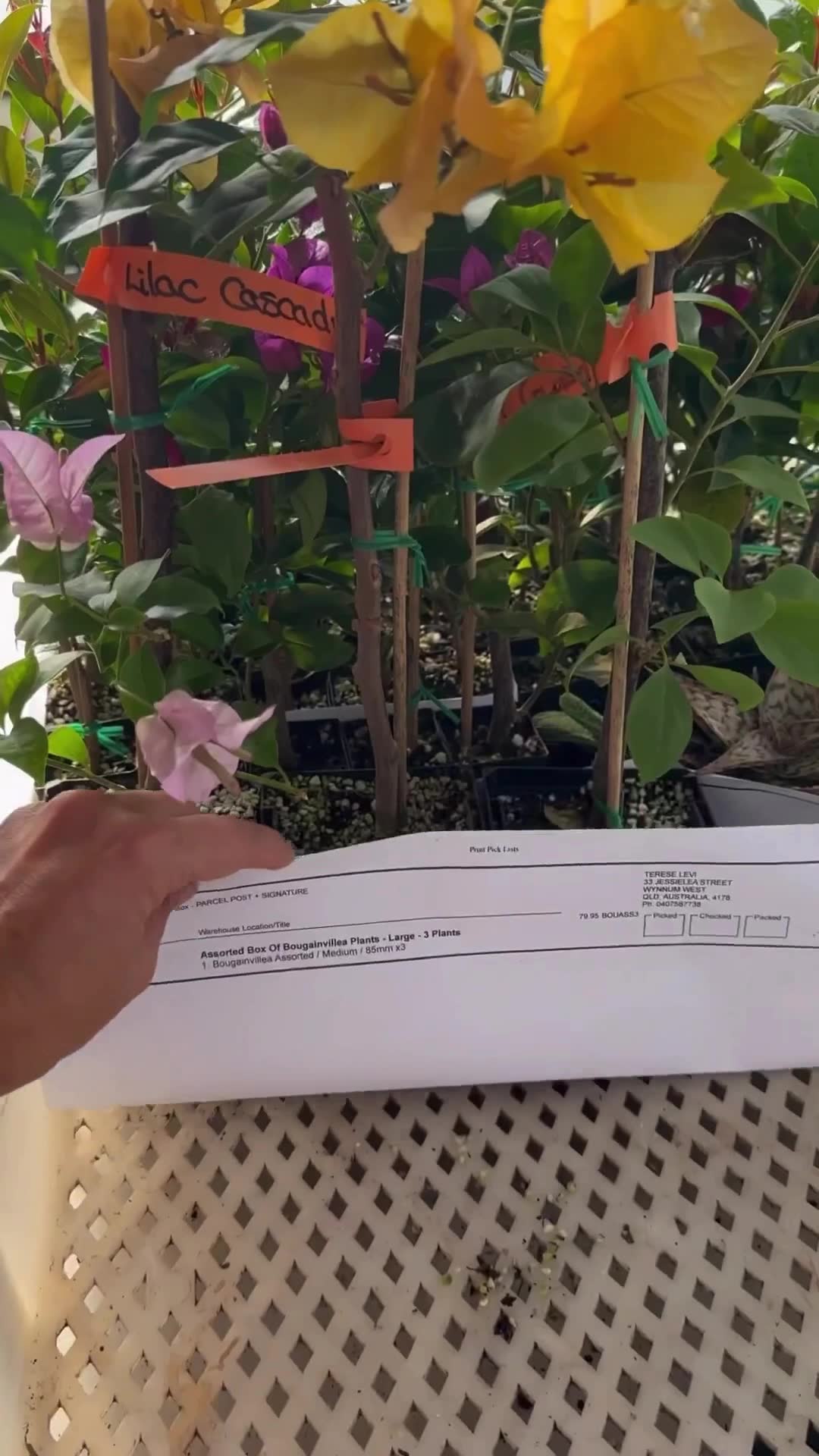 Plants in a Box Facebook ad: Bougainvilleas Are Back-And They’re Stealing the Spotlight!
