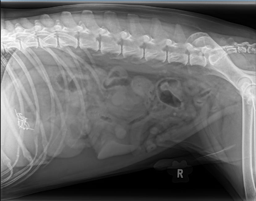 Highland Animal Hospital Facebook ad