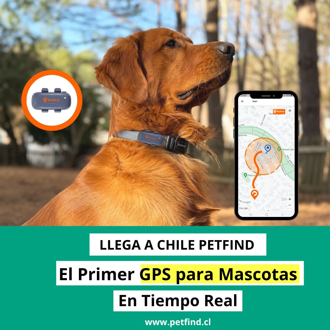 Petfind Facebook ad