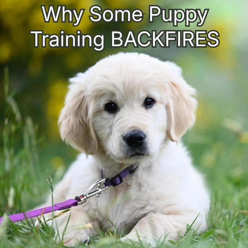 Happy Dogs Academy Facebook ad: Raise a Well-Behaved Puppy Faster