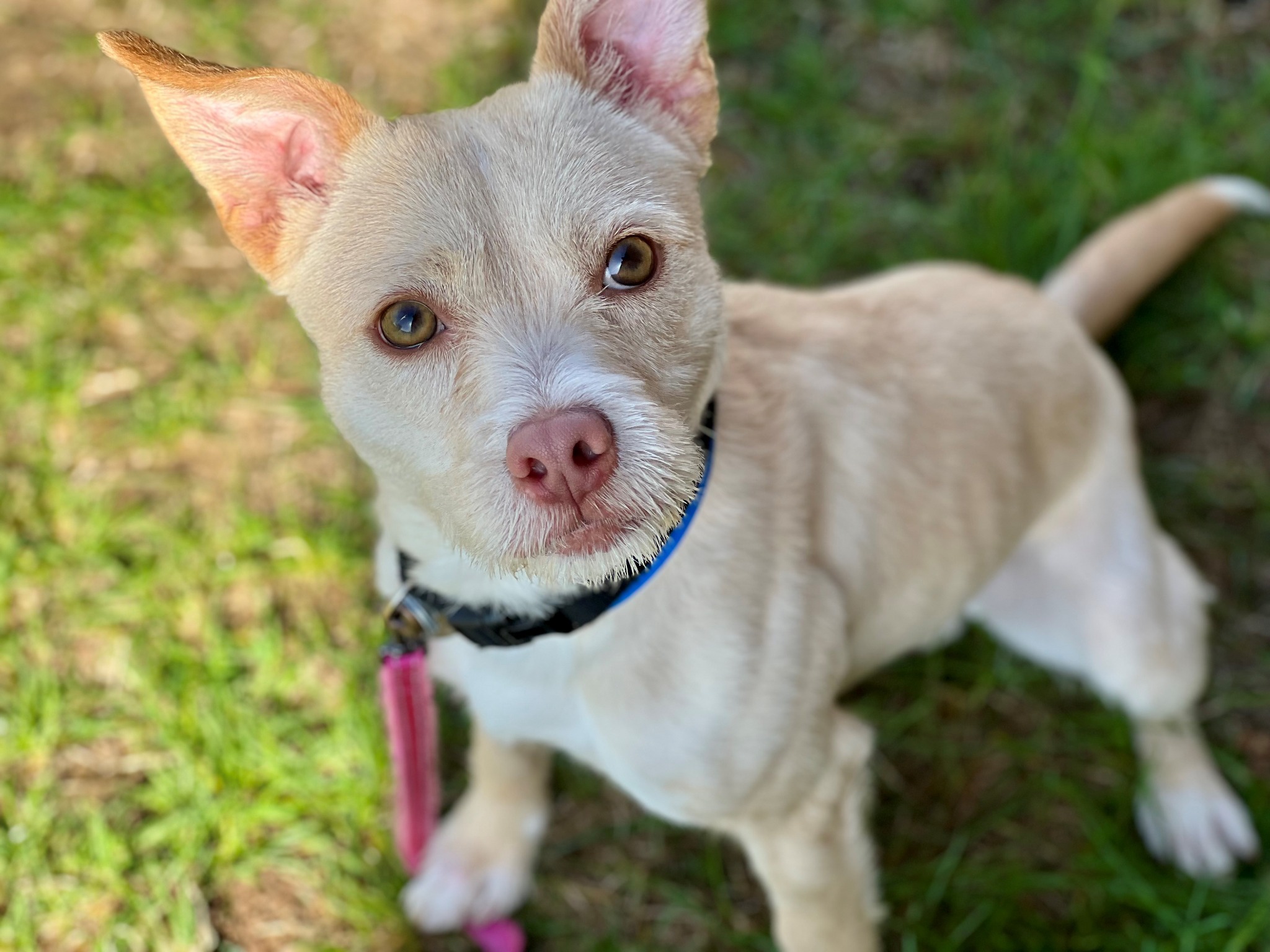 Animal Humane Society Facebook ad: Adopt your new best friend today.