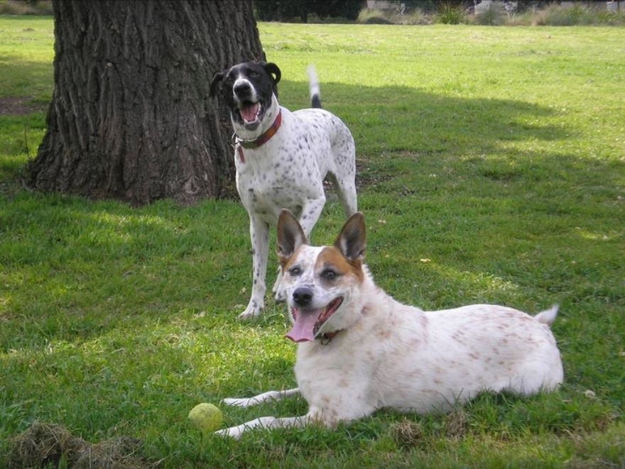 Sparrows In The Treetop - Premium Boarding Kennel in Melbourne Facebook ad: Professional Dog Boarding