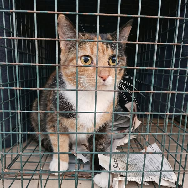 Cat Stories Facebook ad