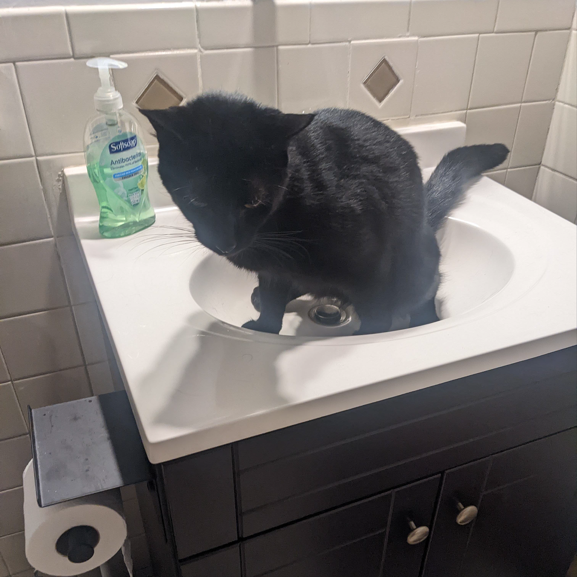 Cat Tips Daily Facebook ad