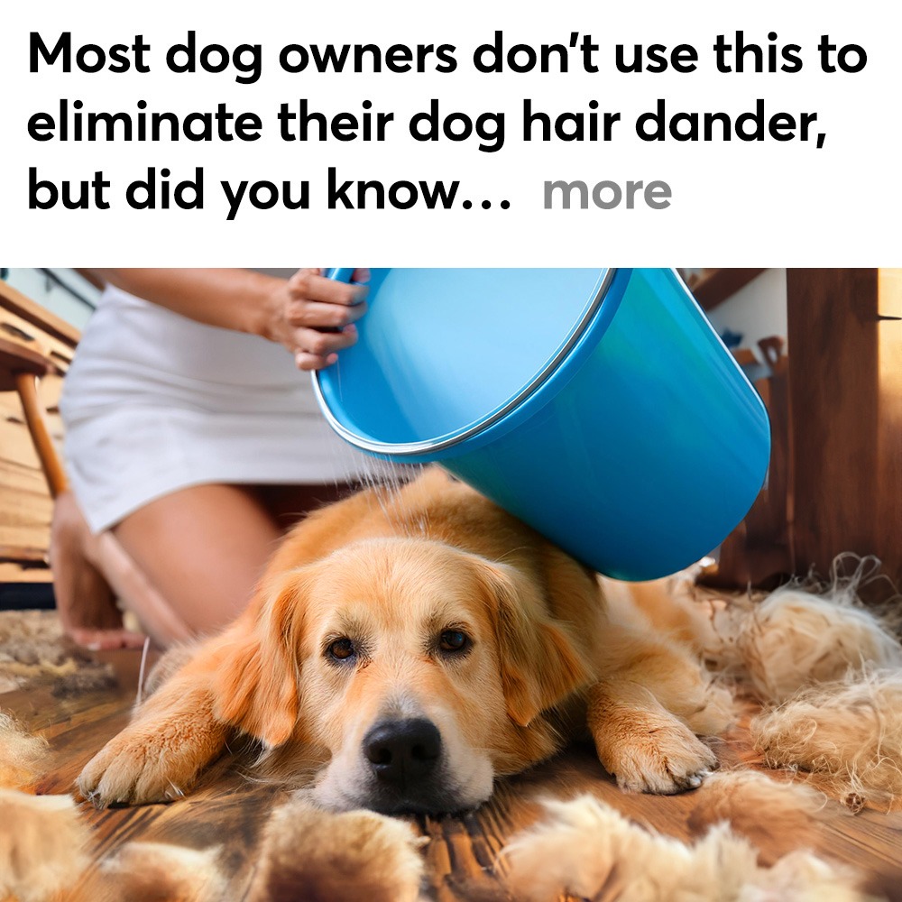 Dog Owners vs. Allergies Facebook ad