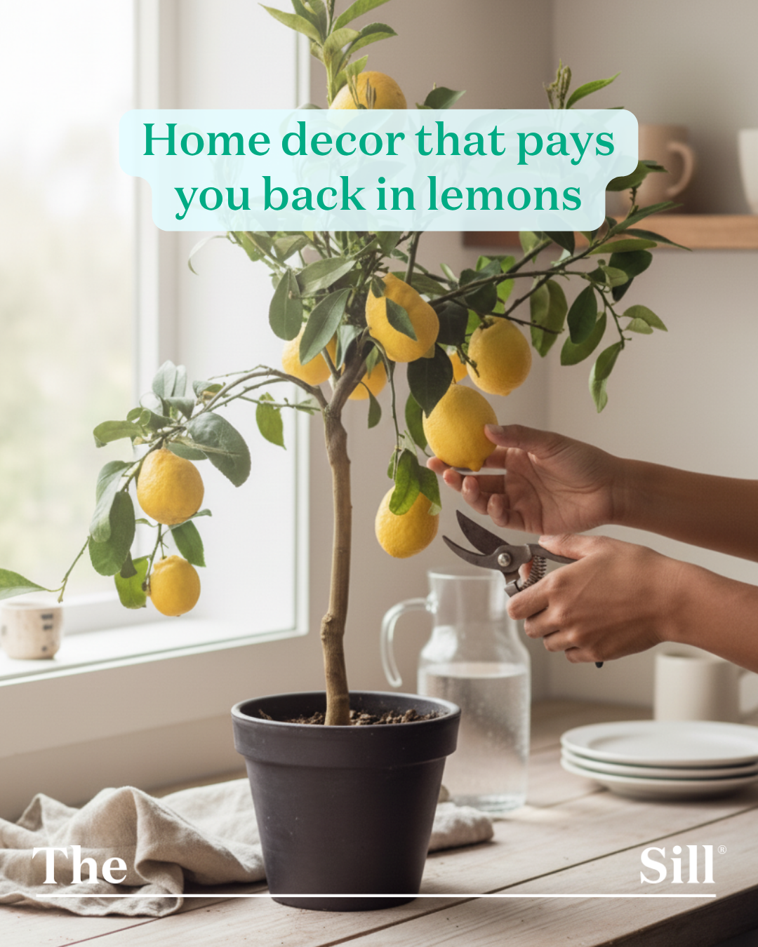 The Sill Facebook ad