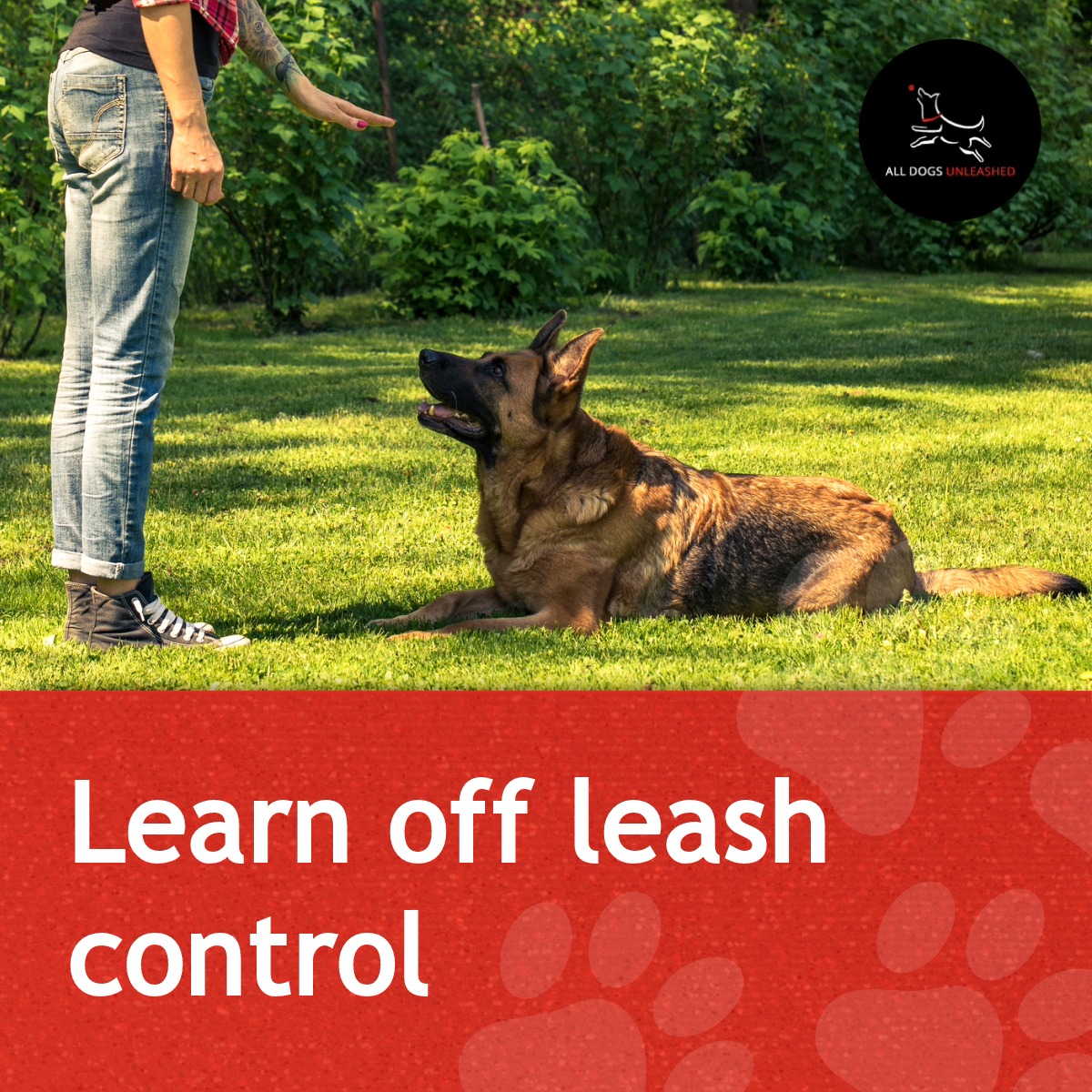 All Dogs Unleashed Facebook ad