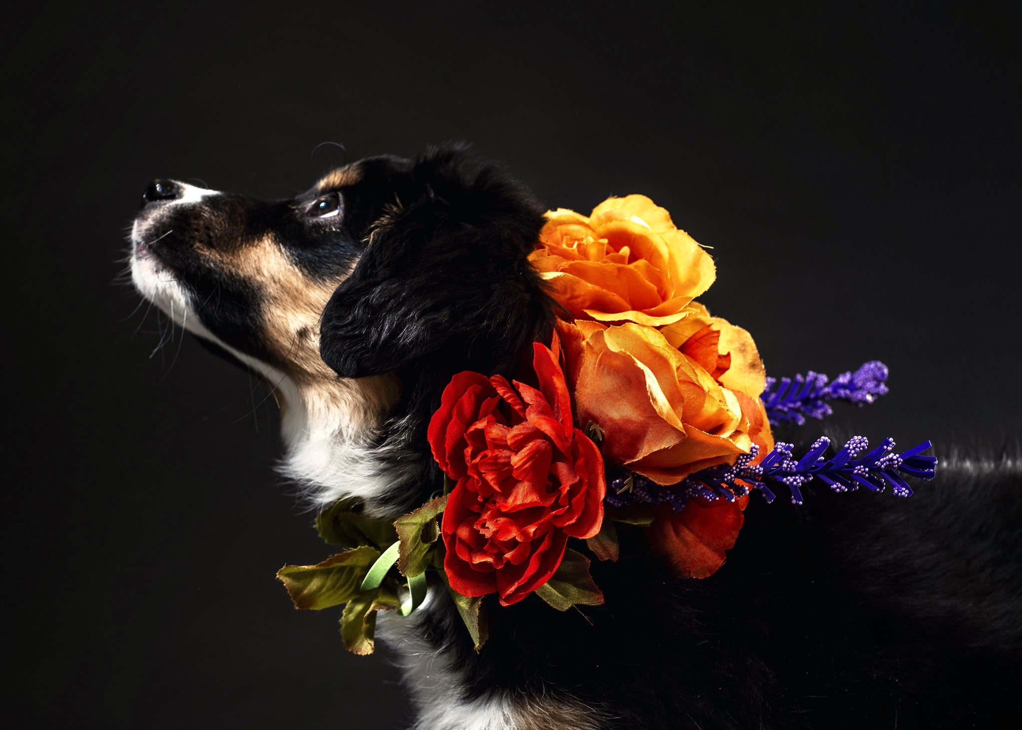 poshdoglife.com Facebook ad: Posh Dog Life online boutique sells stylish dog…