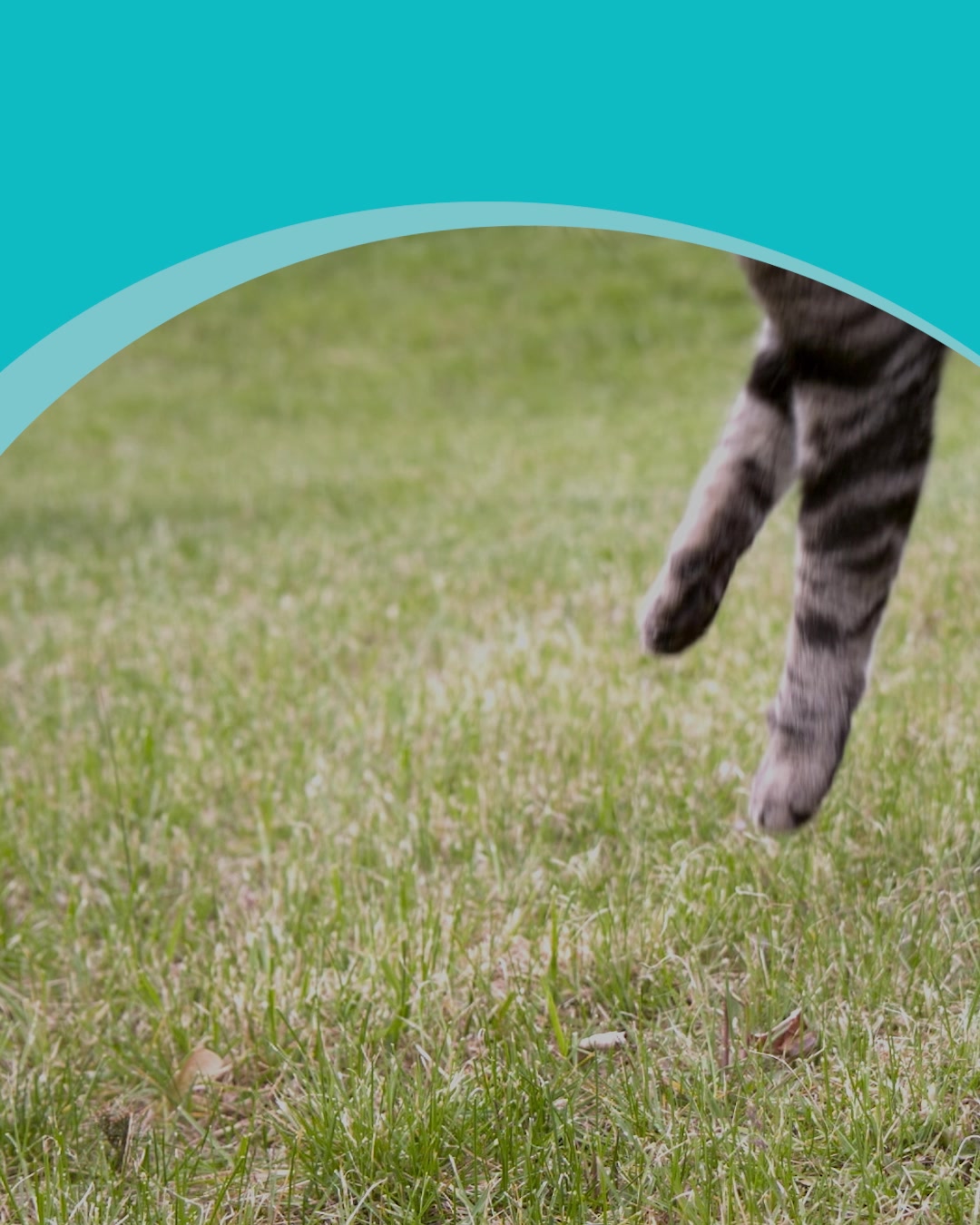 The Insurance Emporium Facebook ad: Cat Insurance