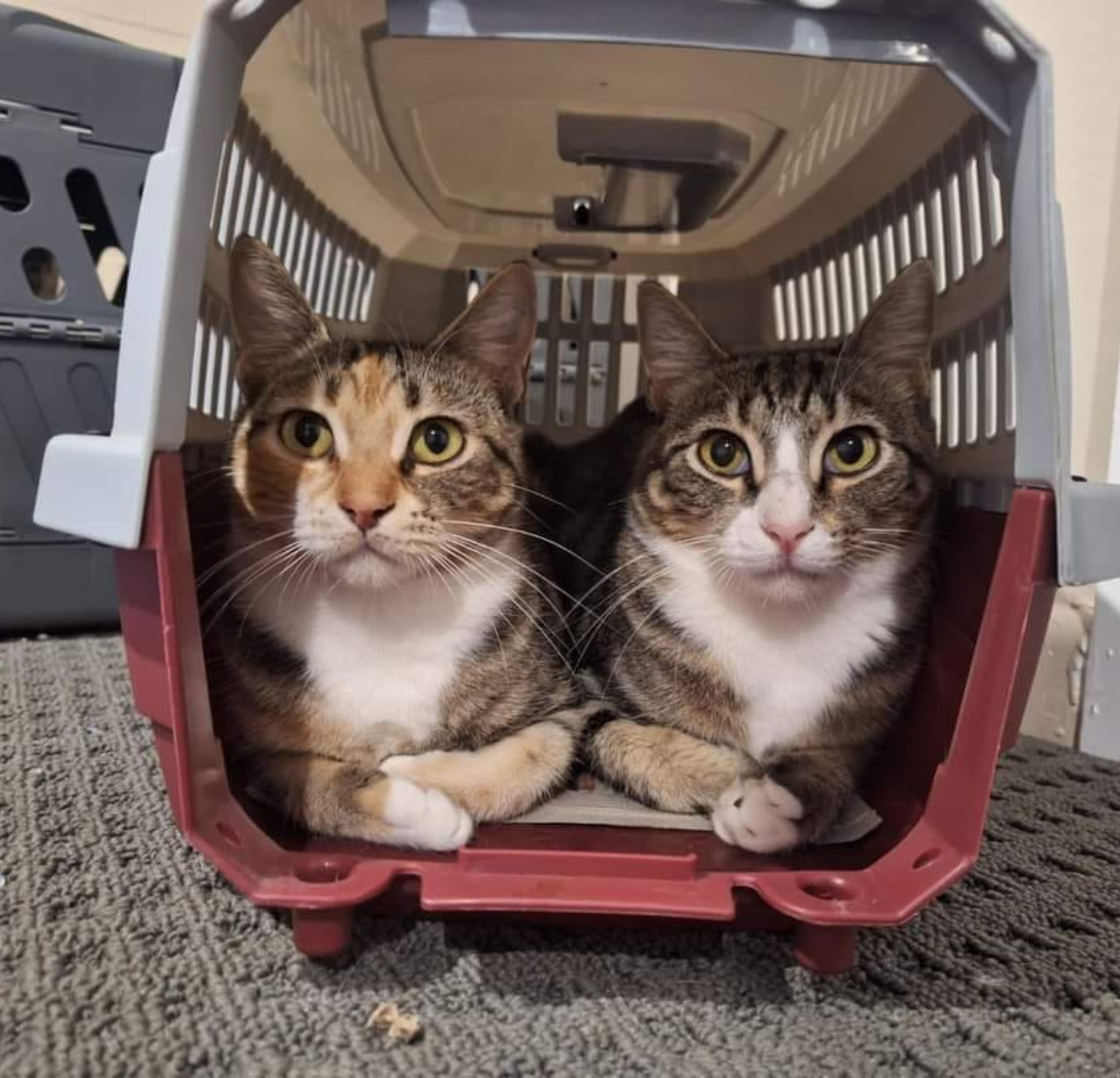 Vet approved products Facebook ad