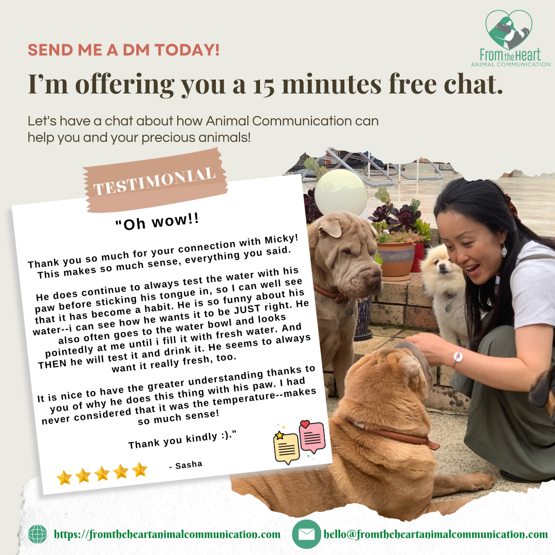 From the Heart Animal Communication Facebook ad: Hi I’m Mika.