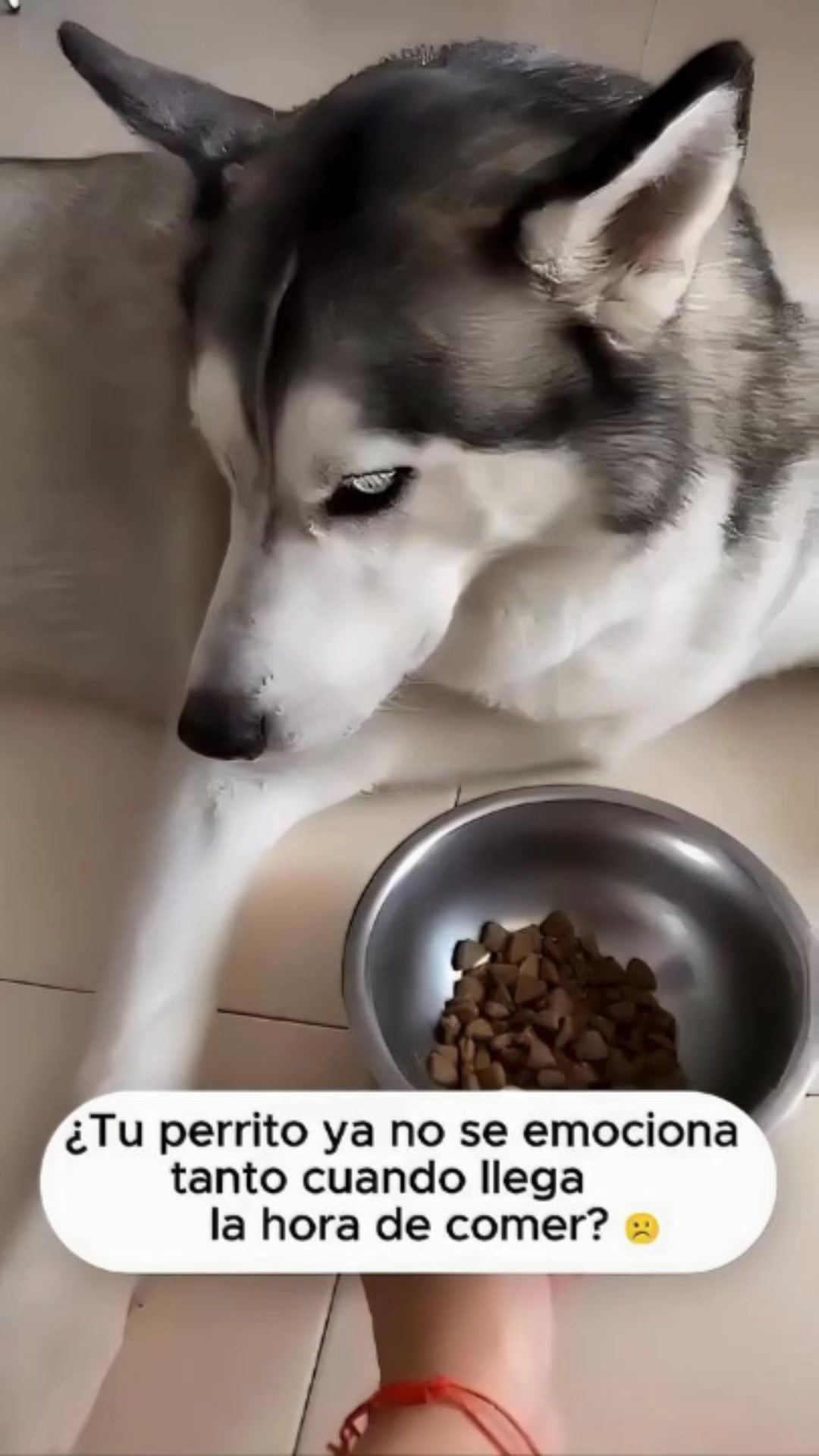 Nexora Academy Facebook ad: ¿Tu perrito ya no quiere comer el concentrado?