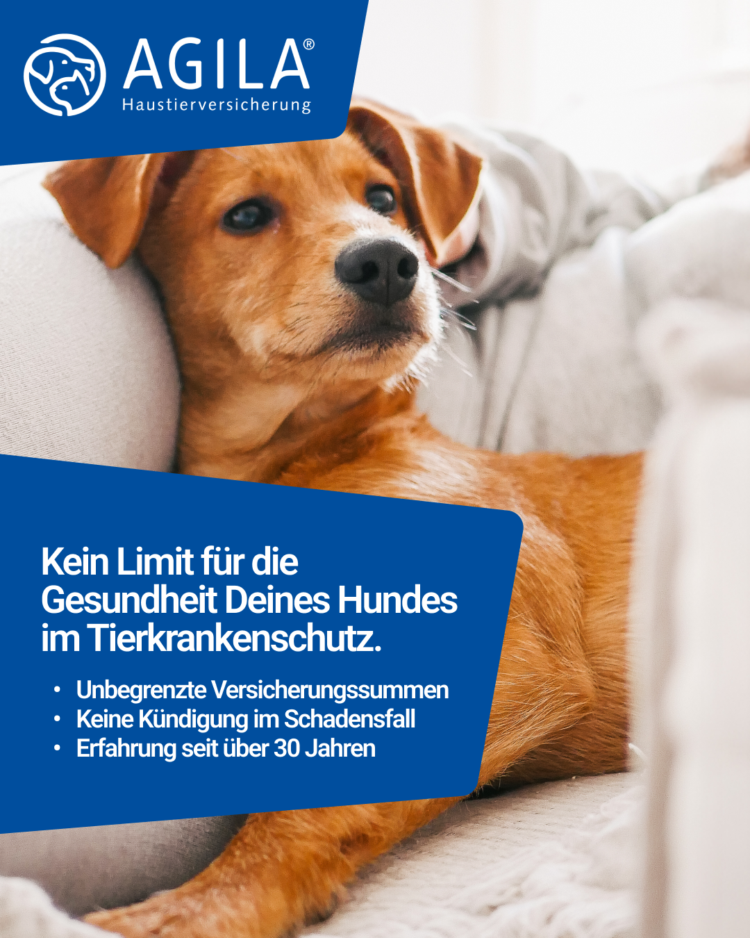 AGILA Haustierversicherung Facebook ad: AGILA Hundeversicherung