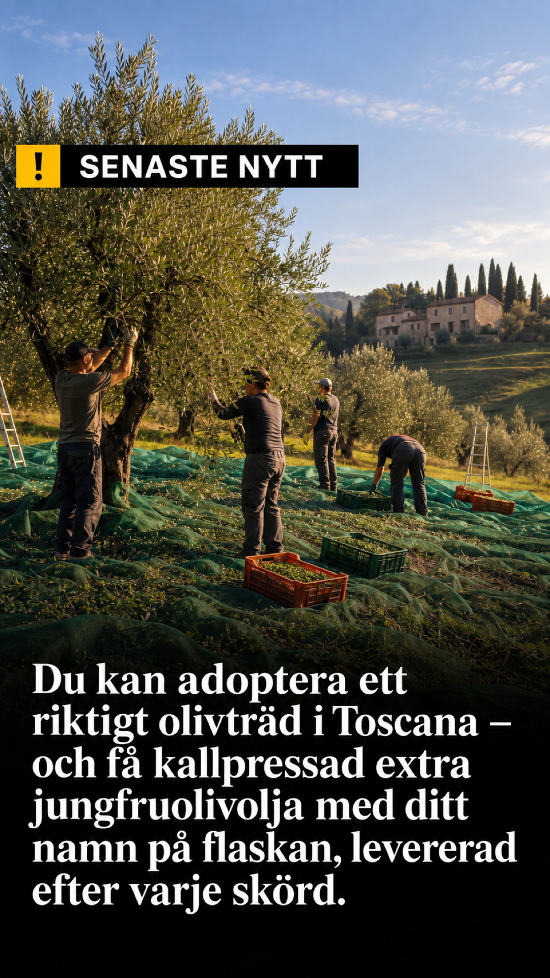 My Italian Olive Dream Facebook ad: Ditt träd har ett eget nummer