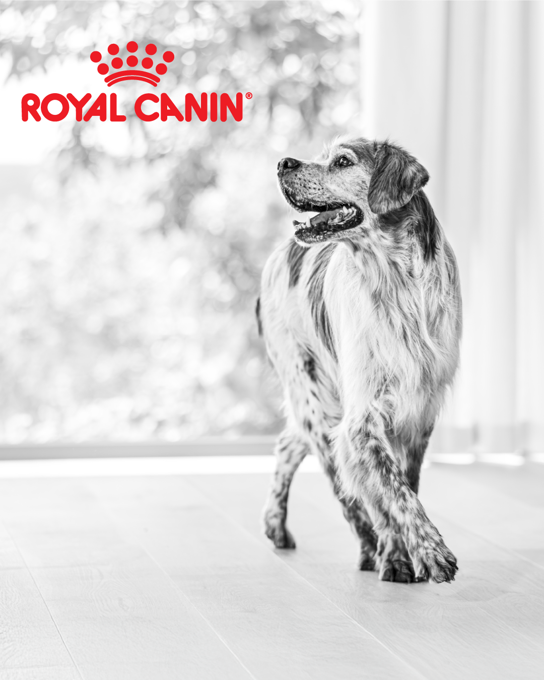 Royal Canin Facebook ad