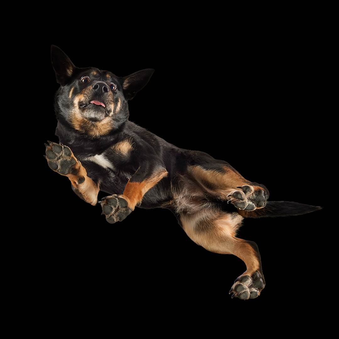 Animals Down Under Facebook ad: If you’re a Melbourne pet owner and your…