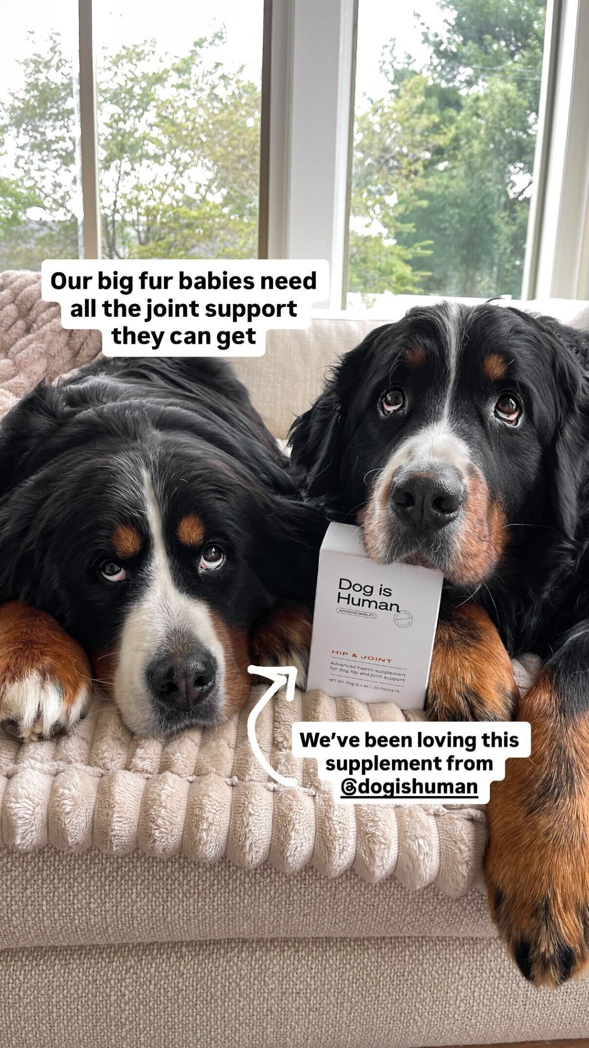 Dog is Human Facebook ad