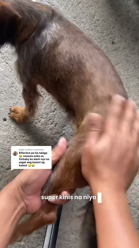 WOOF Premium Organic Dog Shampoo and Soap Facebook ad: 𝗡𝗔𝗧𝗨𝗥𝗔𝗟 𝗖𝗔𝗥𝗘 para sa iyong fur babies!