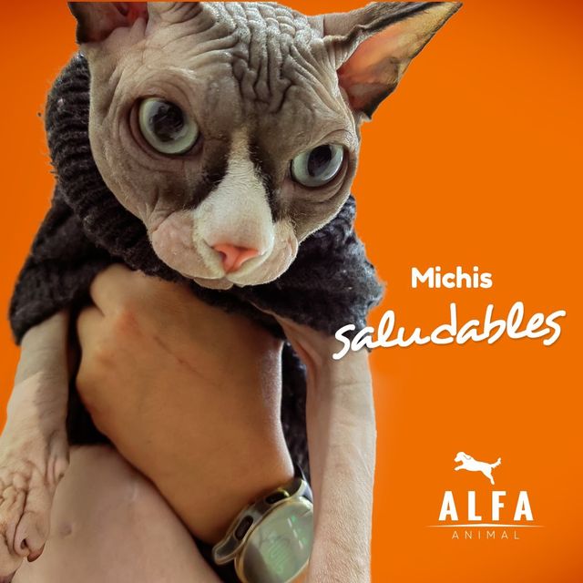 Alfa Animal Facebook ad