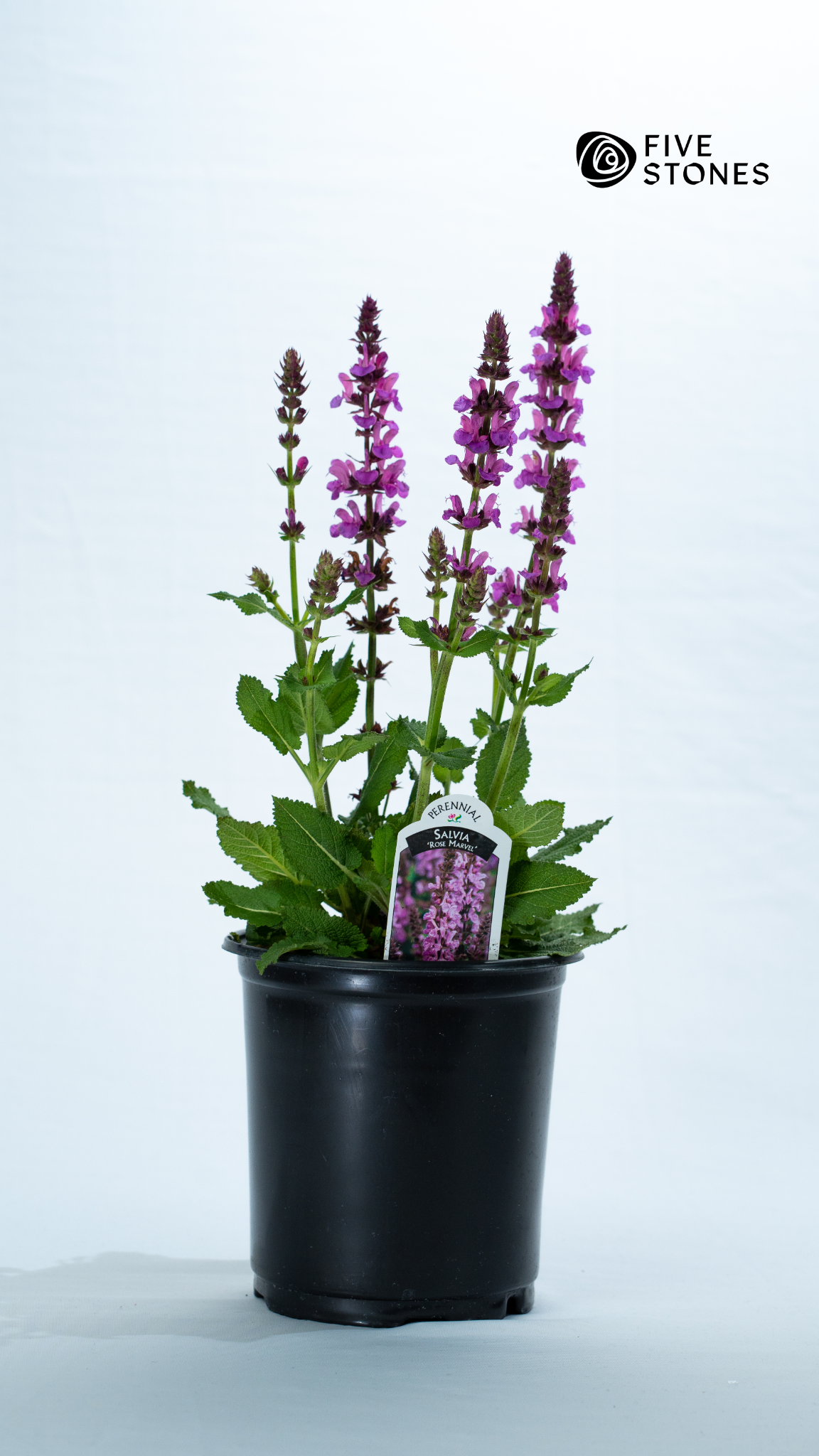 Five Stones Landscaping Facebook ad: OKC! Spring is here and the nursery is…