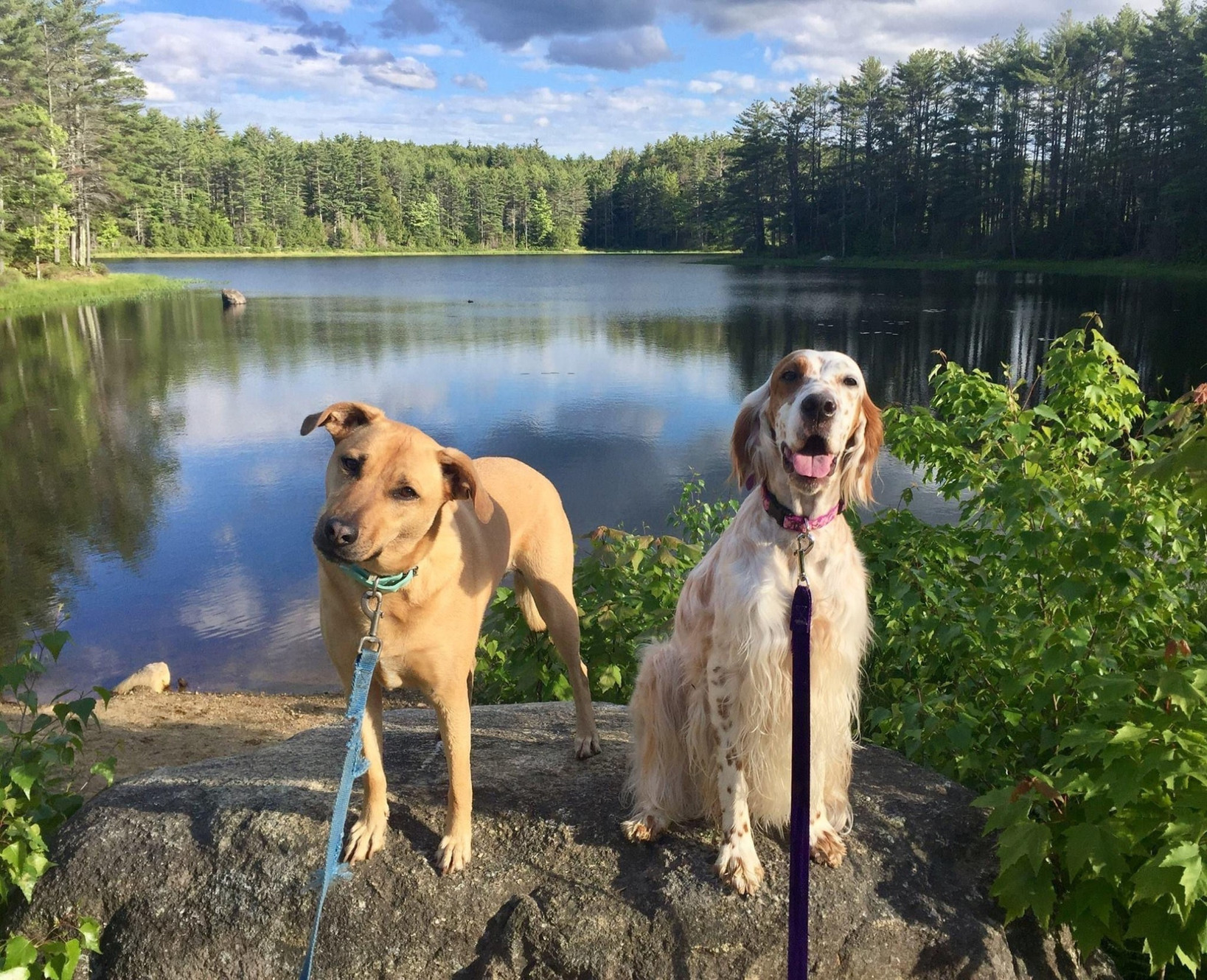 Dogs Day Out Adventures Facebook ad: Dogs Day Out Adventures | Dog Walker