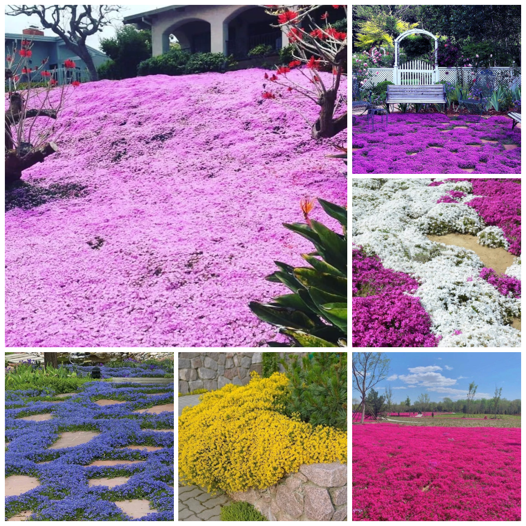 Creeping Thyme Seeds Co. ad creative