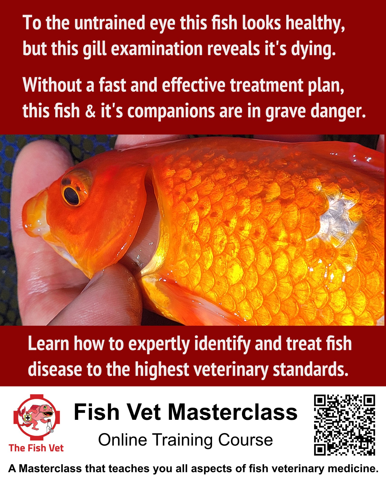 Aquarium Fish Health with Fish Veterinarian Doctor Loh Facebook ad: Online Fish Vet Masterclass