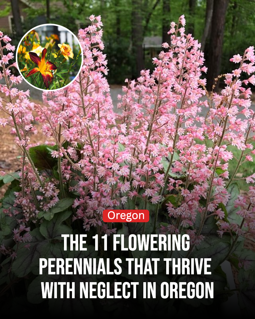 Oregon Gardener Facebook ad: These 11 Flowering Perennials Thrive With Neglect In Oregon