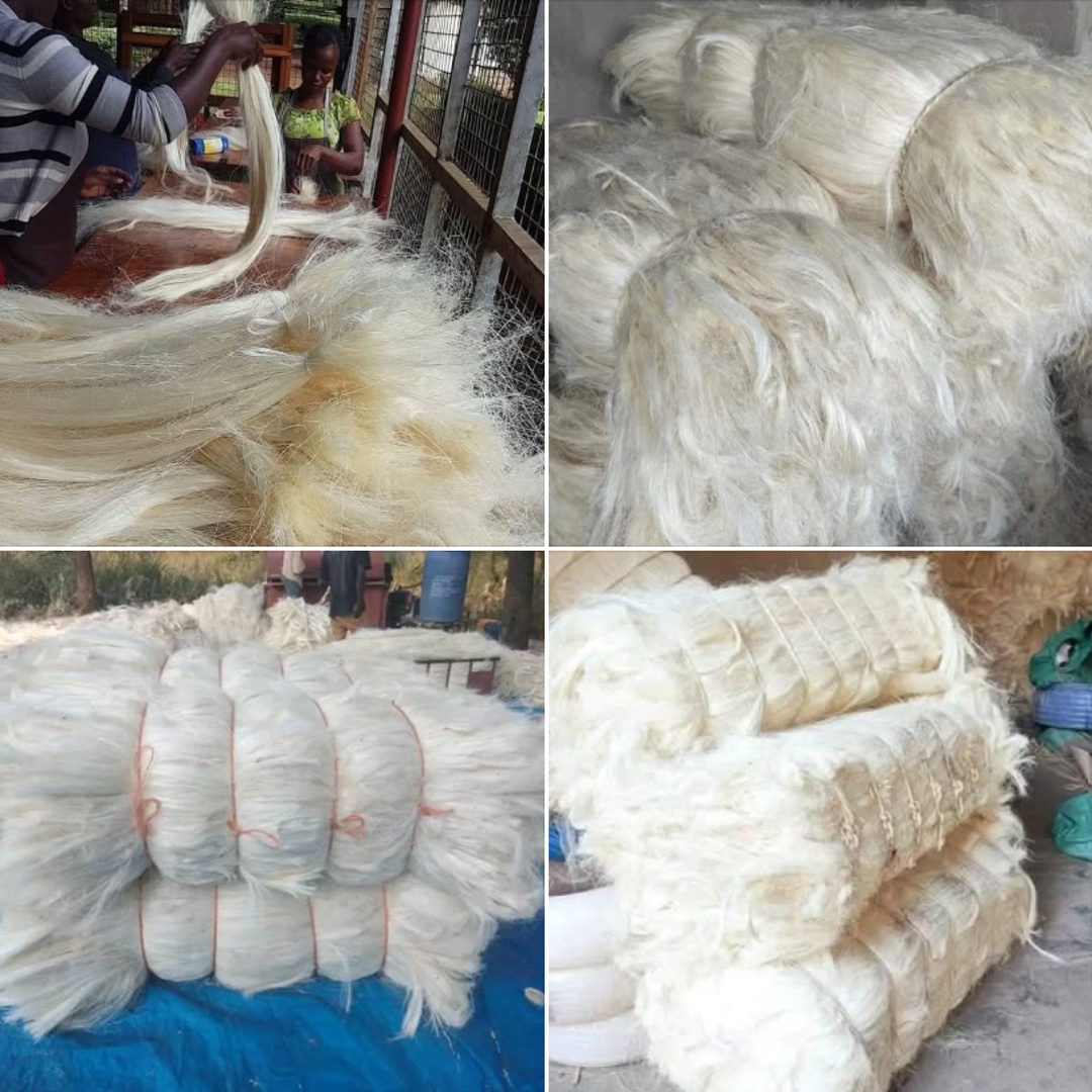 Prime Harvest Agrico Products Limited Facebook ad: Premium Sisal Fiber