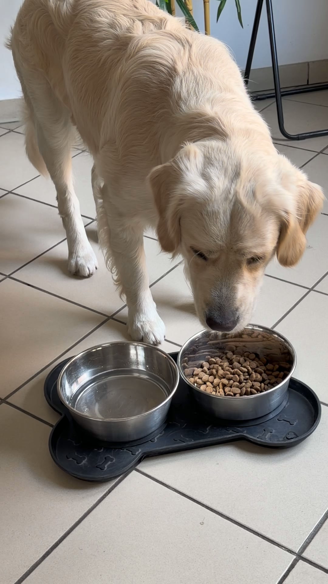 Franklin Pet Food Facebook ad: 70 % de viande ou de poisson