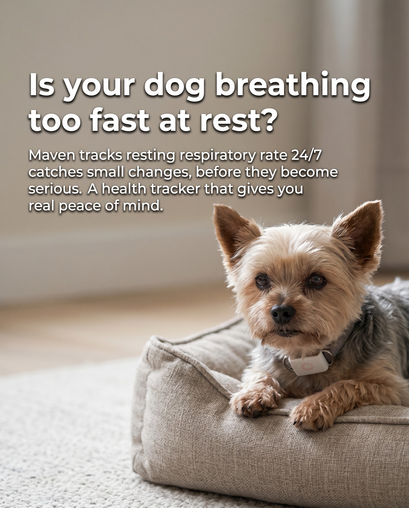 Maven Pet Facebook ad
